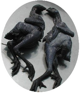 ڹǼ
